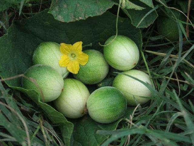 梦见自己吃马泡瓜,揭秘马泡瓜的神秘诱惑