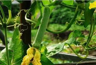 玄武帝吃瓜,一场穿越时空的吃瓜盛宴