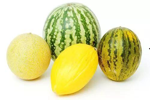 夏天吃瓜降暑吗,吃瓜降温,清凉一夏 第3张 夏天吃瓜降暑吗,吃瓜降温,清凉一夏 第3张