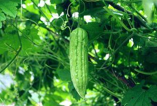 男配每天吃瓜,男配的甜蜜瓜果日常 第3张 男配每天吃瓜,男配的甜蜜瓜果日常 第3张