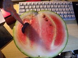 刚哥吃瓜  第1张