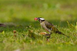 傈僳歌曲遛鸟视频吃瓜  第1张