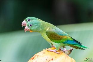 傈僳歌曲遛鸟视频吃瓜  第2张