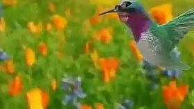 傈僳歌曲遛鸟视频吃瓜  第3张