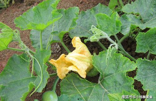 吃瓜六瓣花  第2张