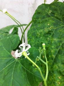 吃瓜六瓣花  第3张