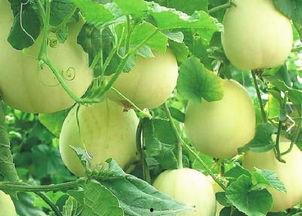 赵乾宇保定吃瓜,揭秘网红美食背后的故事