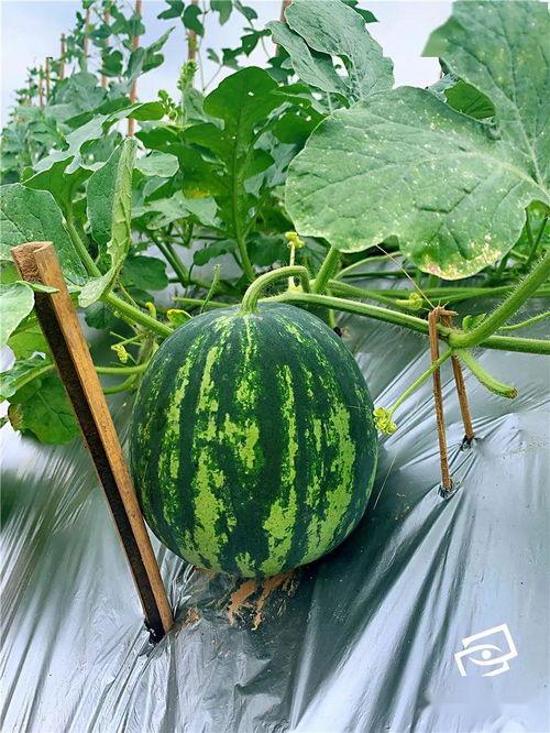 吃瓜吴,揭秘娱乐圈背后的那些事儿 第2张 吃瓜吴,揭秘娱乐圈背后的那些事儿 第2张