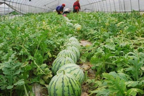 吃瓜吴,揭秘娱乐圈背后的那些事儿 第3张 吃瓜吴,揭秘娱乐圈背后的那些事儿 第3张