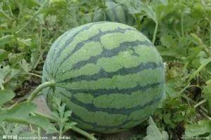 教大家吃瓜,教你轻松解锁娱乐圈新鲜事 第3张 教大家吃瓜,教你轻松解锁娱乐圈新鲜事 第3张