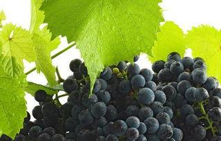 吃瓜不吃葡萄皮  第2张