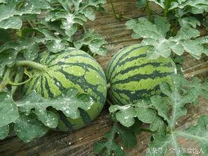 带你吃瓜离职技巧,带你优雅转身 第2张 带你吃瓜离职技巧,带你优雅转身 第2张