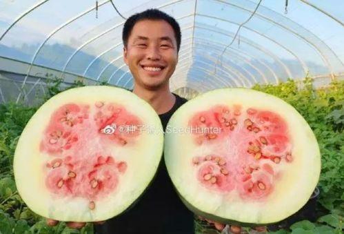 国内吃瓜在线,网络舆论场中的狂欢与反思