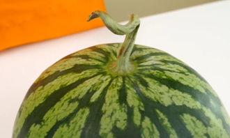 吃瓜圆圈圈,网络热议背后的真相与趣味  第2张