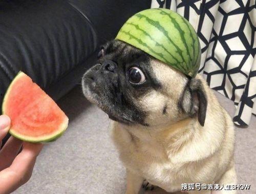 吃瓜被人发现,尴尬瞬间引发网友热议 第3张 吃瓜被人发现,尴尬瞬间引发网友热议 第3张