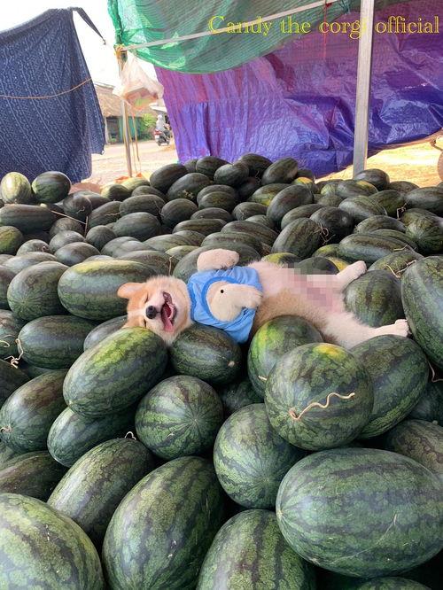 继续吃瓜图片  第3张