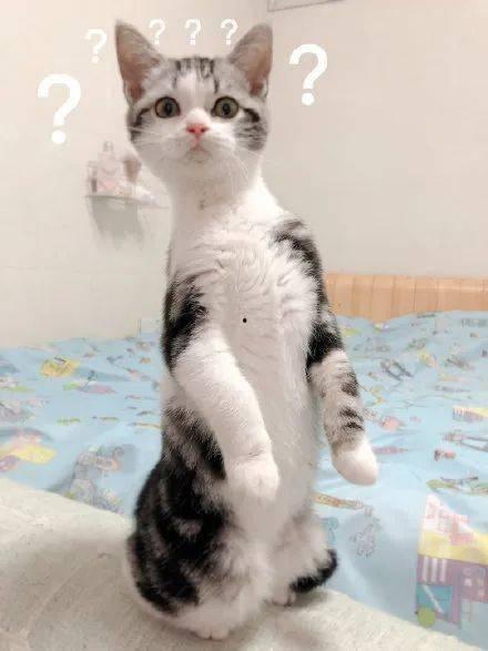 在猫面前吃瓜,瓜田里的欢乐时光