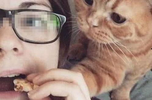 在猫面前吃瓜,瓜田里的欢乐时光  第2张