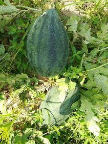 吃瓜活动方法,跟随吃瓜活动，解锁夏日清凉新姿势