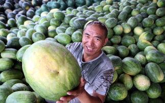 吃瓜公司名,一场跨界融合的美食盛宴  第2张