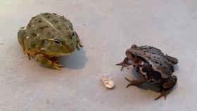 大蛤蟆看吃瓜,揭秘网络热点的背后真相