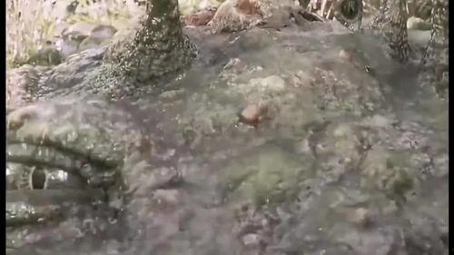 大蛤蟆看吃瓜,揭秘网络热点的背后真相  第3张