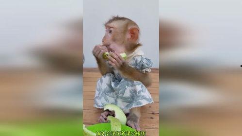 搞笑算命吃瓜,搞笑算命，吃瓜群众揭秘神秘面纱  第3张