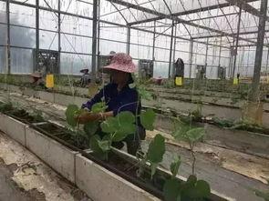 柳州1中吃瓜