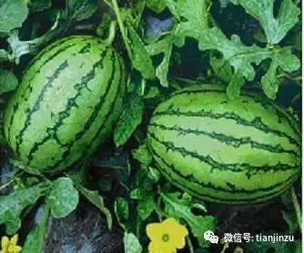 吃瓜水果网址,带你领略水果界的缤纷世界