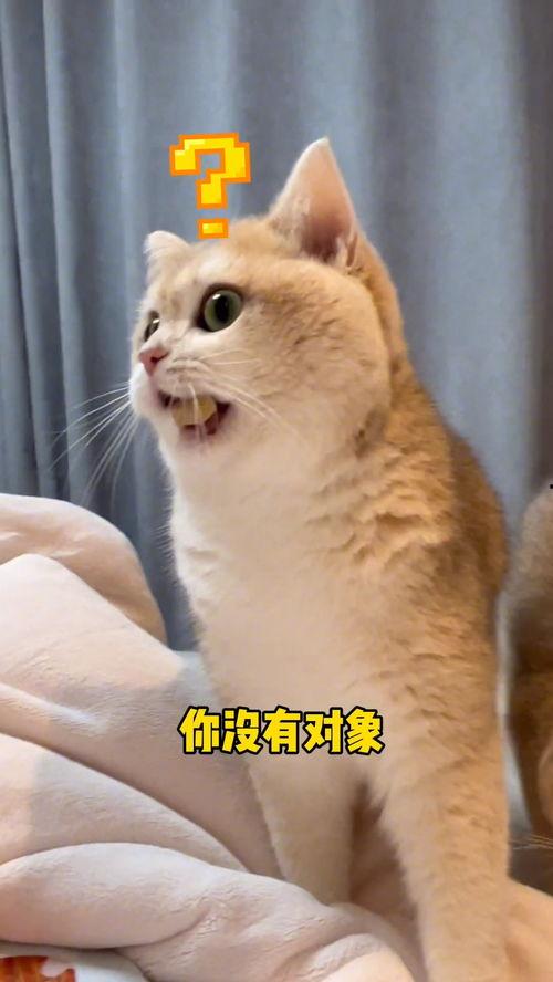 吃瓜群众榴莲猫,揭秘网红宠物的独特魅力