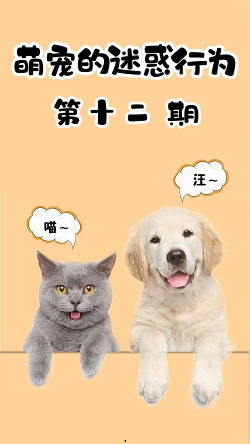 吃瓜群众榴莲猫,揭秘网红宠物的独特魅力